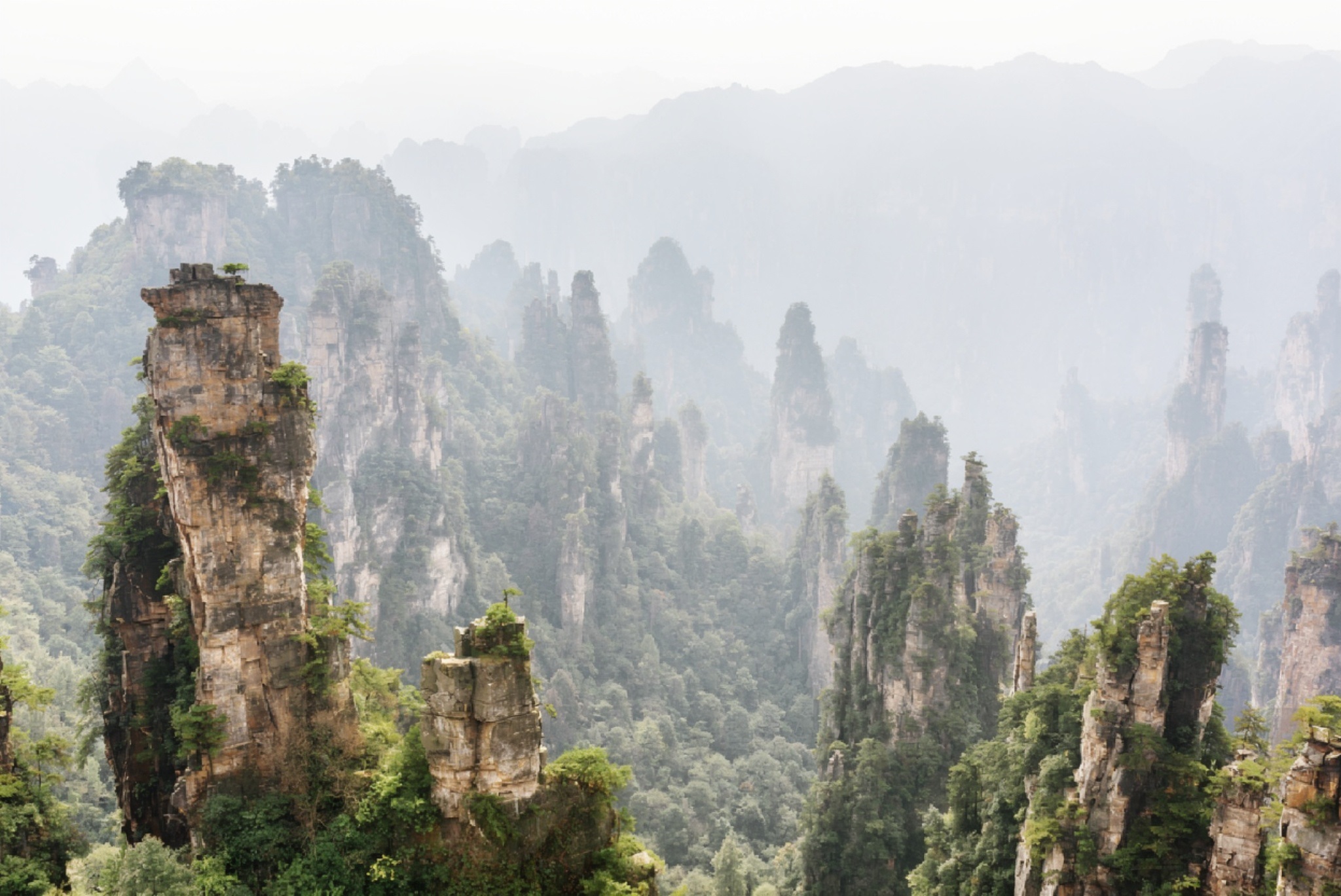 Towering quartz sandstone pillars rising from misty valleys in Zhangjiajie National Forest Park, their peaks crowned with ancient pines